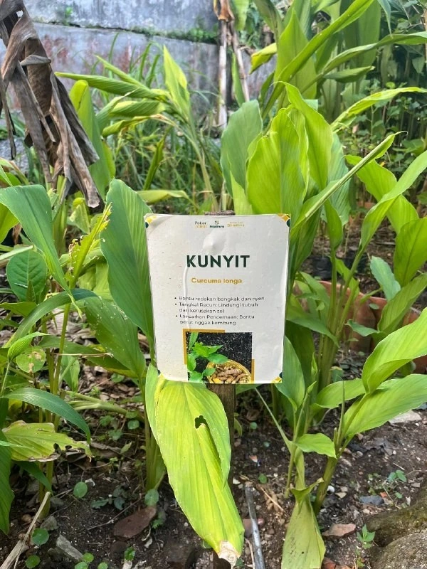 Jahe segar sebagai bahan herbal Boja Factory
